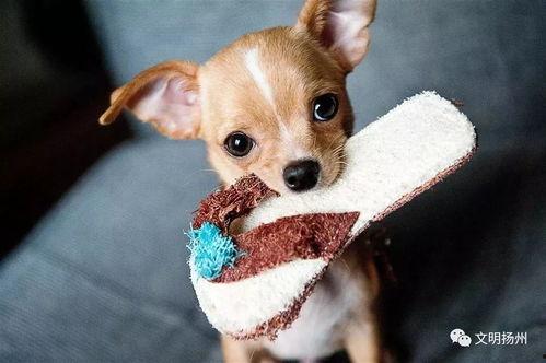 吃瓜娱乐酱小狗拍照